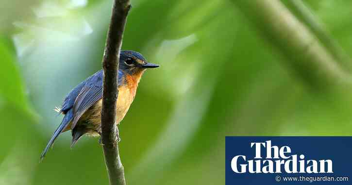 Flycatchers and fantails: new songbirds discovered on tiny islands
