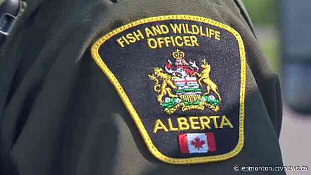 20 seagulls found dead in Spruce Grove; two men fined $3K