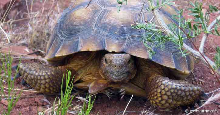 Comments for proposed highway in desert tortoise habitat top 16k
