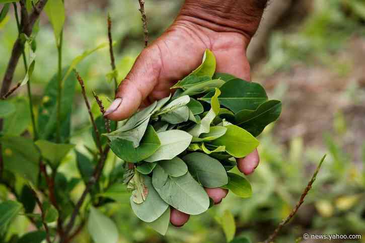 Colombia eradicates record amount of coca fields last year, president says