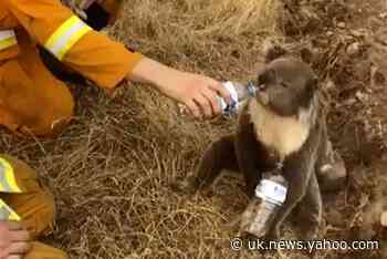 Well-meaning knitters told to stop sending koala mittens to Australia