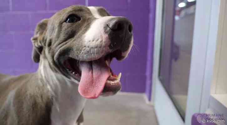 Chuze Fitness, Humane Society of Southern Arizona hold adoption event