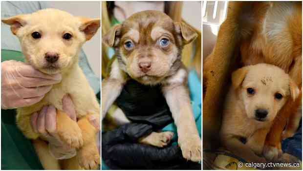 Alberta Animal Rescue Crew Society in 'desperate' need of foster homes for dogs and puppies