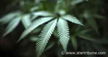 Minnesota study links pot use in pregnancy to infant health risks