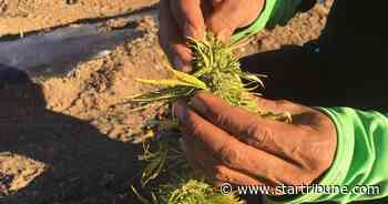 New federal rules could put Minnesota's booming hemp industry 'in jeopardy,' ag officials warn