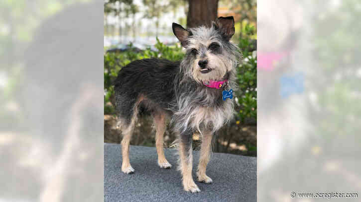 Terrier mix Chantel will her way into your heart