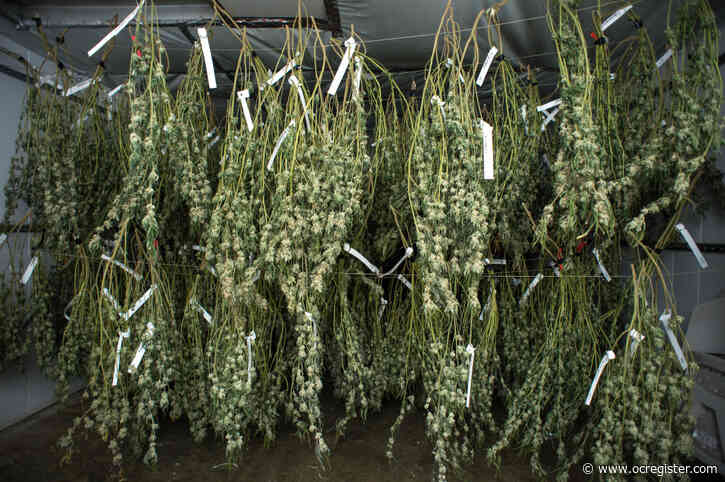 Newsom’s budget calls for changing how California regulates its cannabis industry