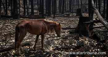 Australians in Minnesota grieve over fires in their homeland