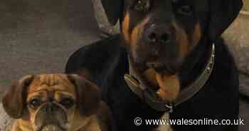 Deadly dog virus warning as family's fully vaccinated six-year-old pug dies suddenly