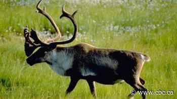 Not all measures to protect Alberta caribou welcome by local communities