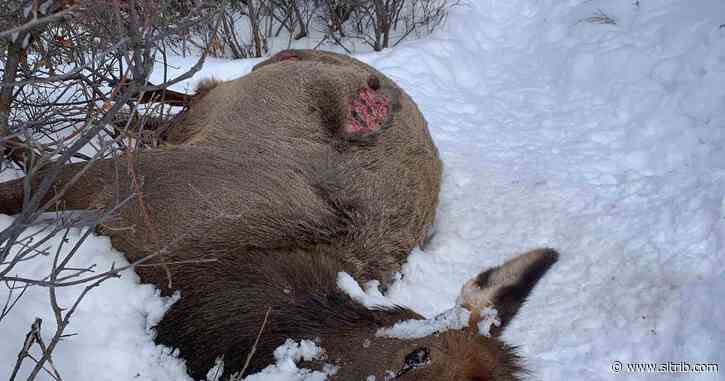 Utah cities and counties looking to restrict hunting