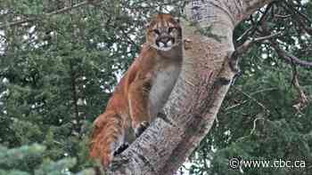 Hinton wildlife officers kill two cougars after attacks on dogs