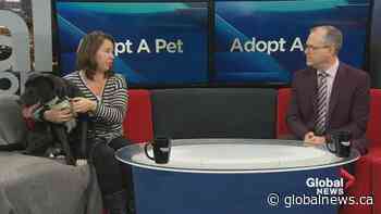 SCARS adoptable pets: Saturday, Jan. 11