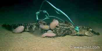 Dead alligators dropped deep into the sea lead to a surprising find     - CNET