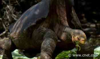 Diego the sex machine tortoise retires from the playboy life     - CNET