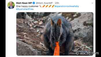 Aircraft drop 2,200 kg of sweet potatoes, carrots for starving animals in Australian brushfires