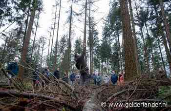 Op zoek naar het geheim van verfstippen en -strepen op de bomen