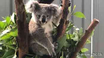 Inside a sanctuary struggling to save koalas from Australia's wildfires