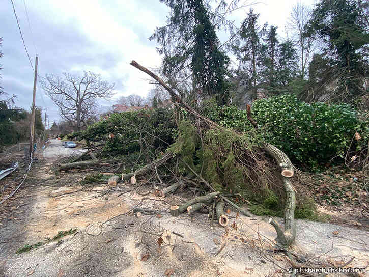 Strong Winds Topple A Tree, Burying A Car In Brookline