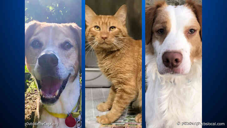Furry Tails: Barley, Garfield & River Are Waiting For Forever Homes