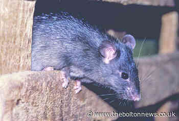 Bolton postcodes with biggest pest control problems revealed