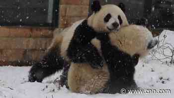 Giant pandas caught on camera