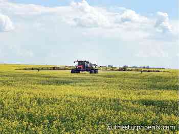 Sequencing canola genome will benefit farmers