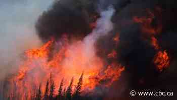 Fewer trees, less undergrowth: Study says wildfires changing boreal forest