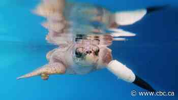 Endangered turtle swims again with prosthetic flipper