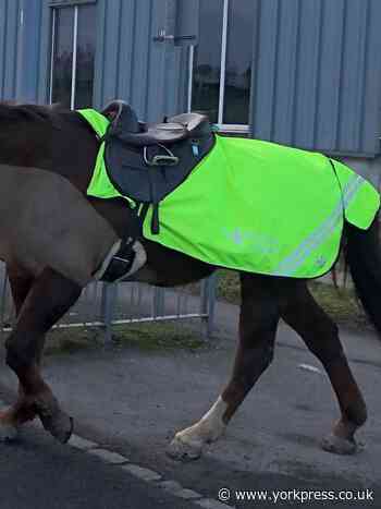 Charity left devastated after callous thieves steal horse riding equipment in Scarborough
