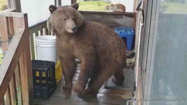 Grizzly bear death prompts call for changes to Wildlife Act