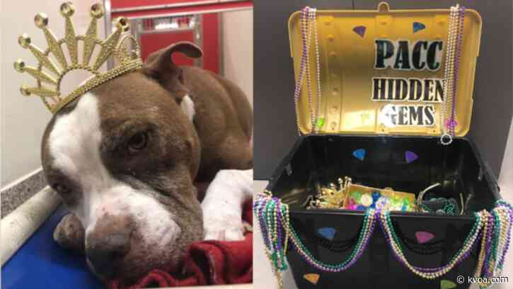 PACC offers adoption fee discount to help people find ‘hidden gem’