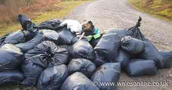 Beauty spot 'ruined' by fly-tipped rubbish including cannabis farm waste, a TV and a sofa