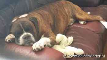 Vliegpersoneel maakt fatale fout: hond overlijdt tijdens snikhete vlucht, baasje woest