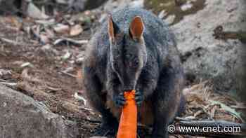 Animals starving due to Australia fires munch on airdropped veggies     - CNET