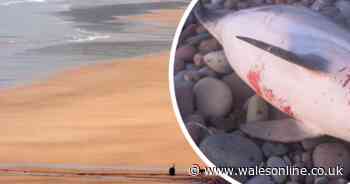 Two dolphins found washed up on Pembrokeshire beach