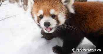 Pip the red panda dies at Edmonton Valley Zoo