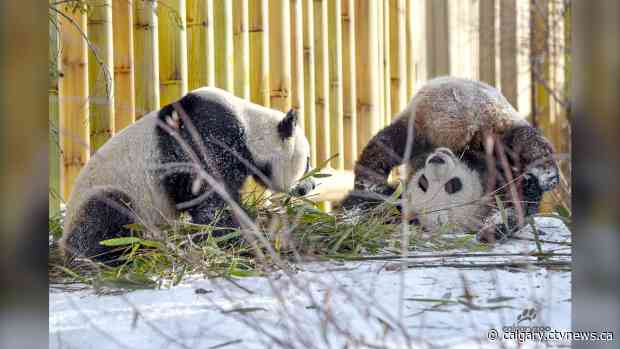 Twin giant pandas depart Calgary Zoo, arrive safely in China