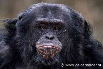 Arnhemse chimpansee Ghineau mag zich niet meer voortplanten, hij is niet raszuiver genoeg