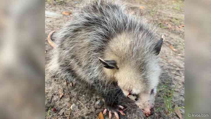 Baby opossum nearly blinded after beaten by golfers in South Carolina