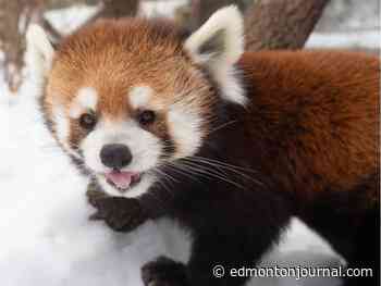 Pip the Red Panda dies at Edmonton Valley Zoo at age 11