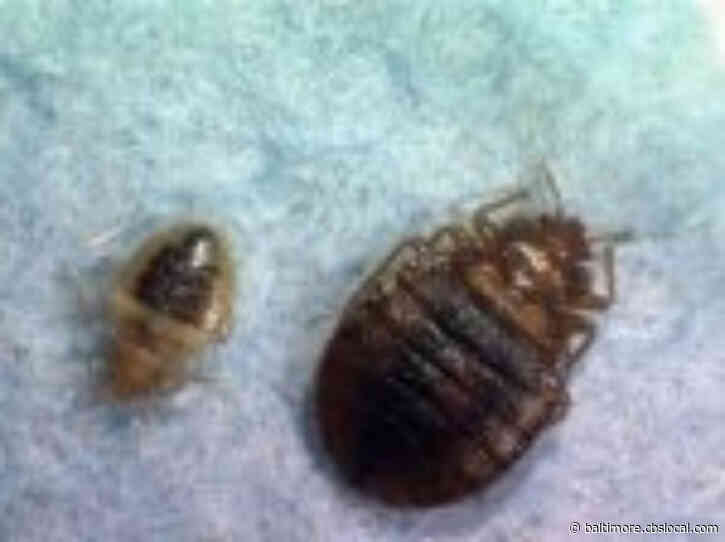 DC Ranks #1 On ‘Bed Bug Cities’ List, Moving Baltimore Down To #2 Spot