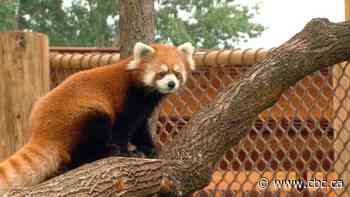 Edmonton Valley Zoo mourns death of red panda