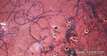 Meet Xenobot, an Eerie New Kind of Programmable Organism