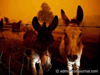 Edmonton fundraiser to help wildlife affected by Australian bushfires