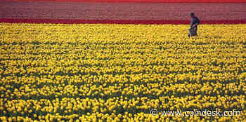 US Judge Gives Craig Wright Until Feb. 3 to Access 1.1M Bitcoin at Heart of Ongoing Lawsuit