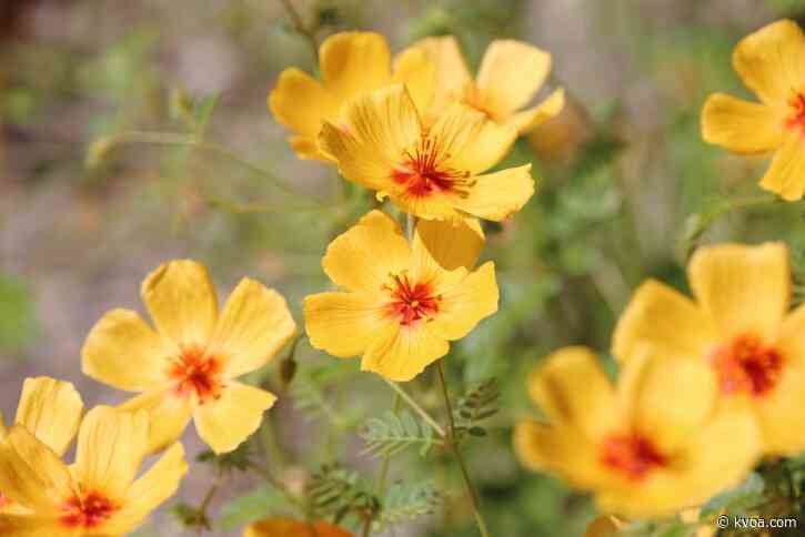 Sunny and Spring-like