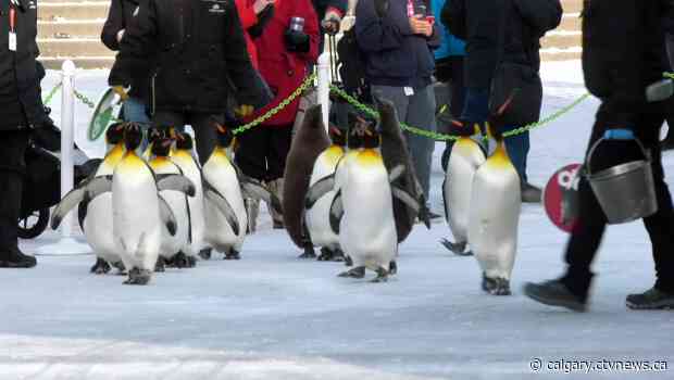 Frigid temperatures lead to closures, cancellations around Calgary