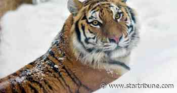 Lake Superior Zoo welcomes new tiger, Taj