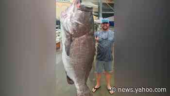 Man caught a 350-pound fish believed to be at least 50 years old